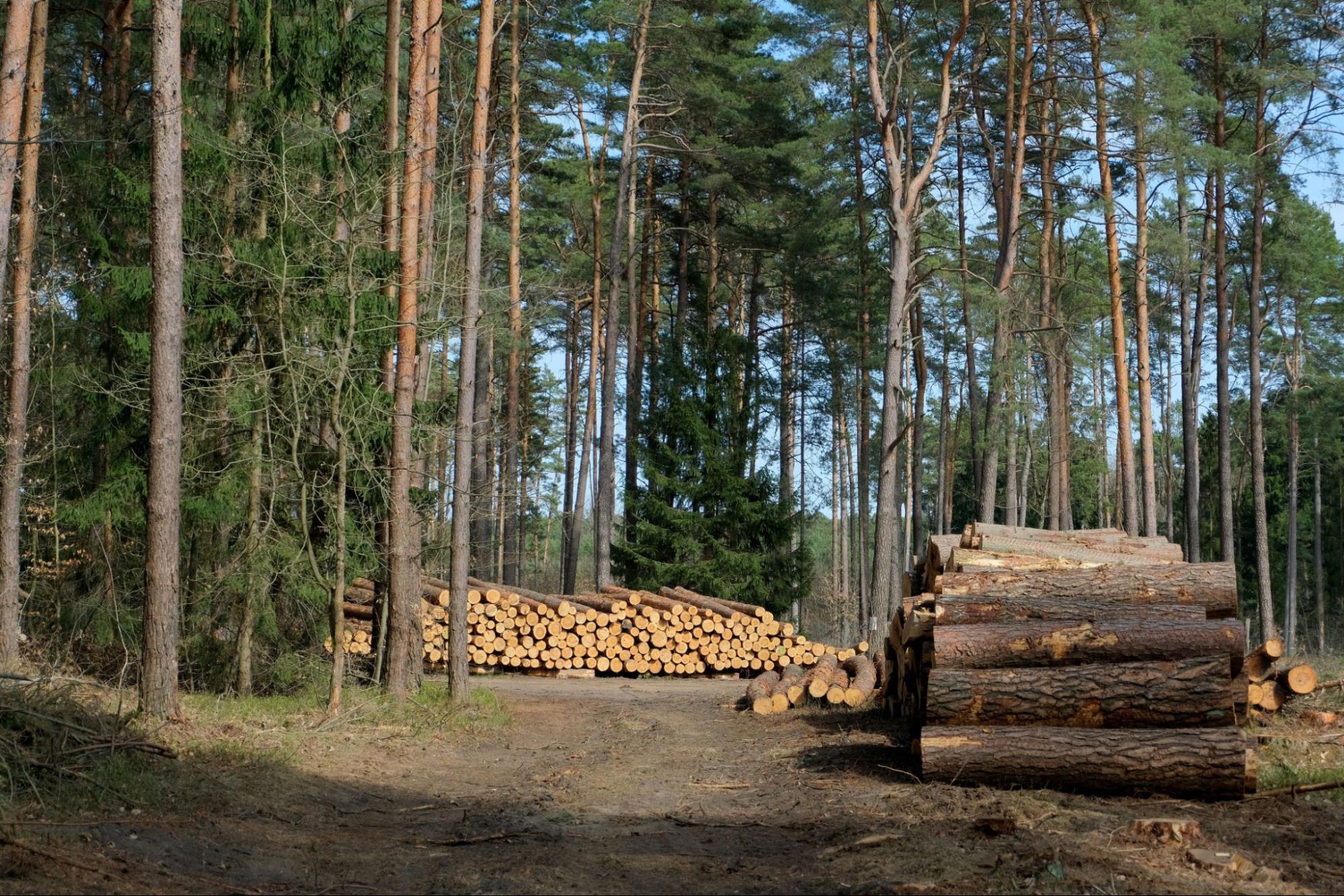 EUDR for businesses: What are the challenges — and opportunities?